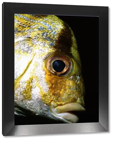 Porkfish (Anisotremus virginicus), close-up