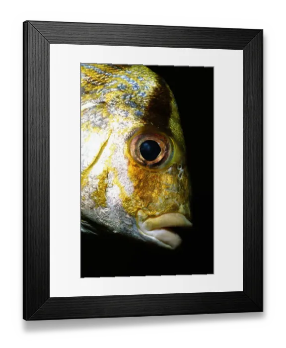 Framed Print : Porkfish (Anisotremus virginicus), close-up Framed Print : Porkfish (Anisotremus virginicus), close-up