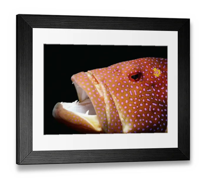 Framed Print : Lyretail grouper or Coronation cod (Variola louti), close-up Framed Print : Lyretail grouper or Coronation cod (Variola louti), close-up