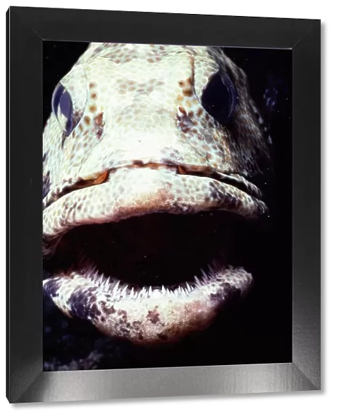 Greasy grouper (Epinephelus tauvina), close-up