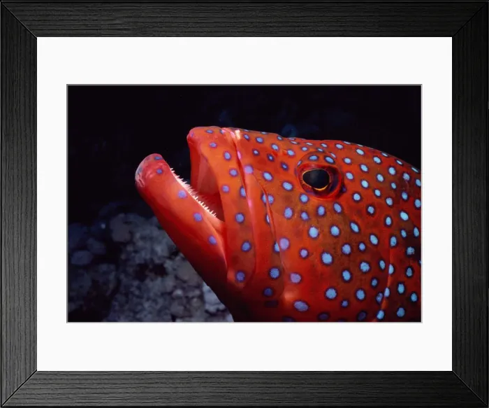 Framed Print : Coral grouper (Cephalopholis miniata) side view, close-up Framed Print : Coral grouper (Cephalopholis miniata) side view, close-up
