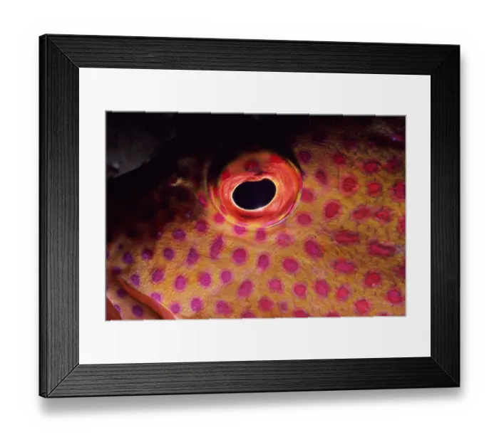 Framed Print : Grouper (Serranidae), detail of eye