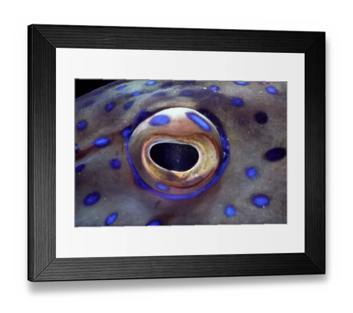 Framed Print : Coral grouper (Cephalopholis miniata) eye, detail Framed Print : Coral grouper (Cephalopholis miniata) eye, detail