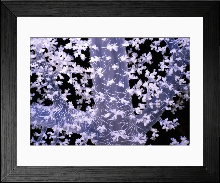 Framed Print : Jeff Rotman Underwater Photography Framed Print : Jeff Rotman Underwater Photography