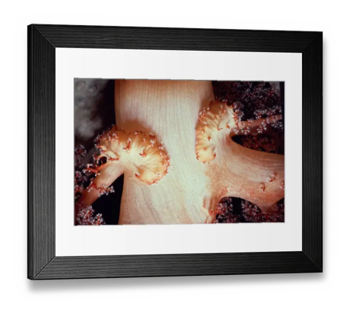 Framed Print : Alcyonarian soft coral (Dendronephthya sp. ), close-up of trunk Framed Print : Alcyonarian soft coral (Dendronephthya sp. ), close-up of trunk