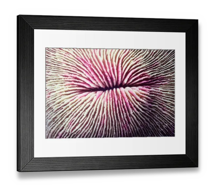 Framed Print : Mushroom coral (Fungia fungites), close-up