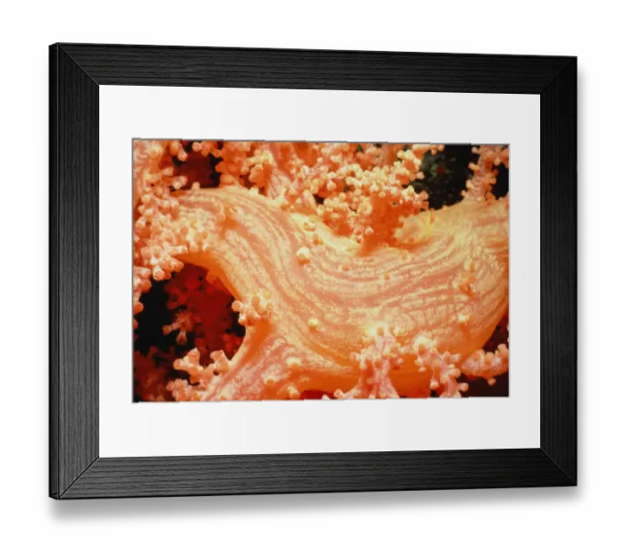 Framed Print : Prickly alcyonarian coral (Dendronephthya sp. ) with polyps retracted Framed Print : Prickly alcyonarian coral (Dendronephthya sp. ) with polyps retracted