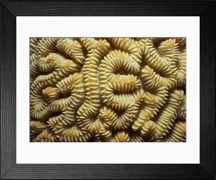 Framed Print : Grooved brain coral (Diploria labyrinthiformis) Framed Print : Grooved brain coral (Diploria labyrinthiformis)