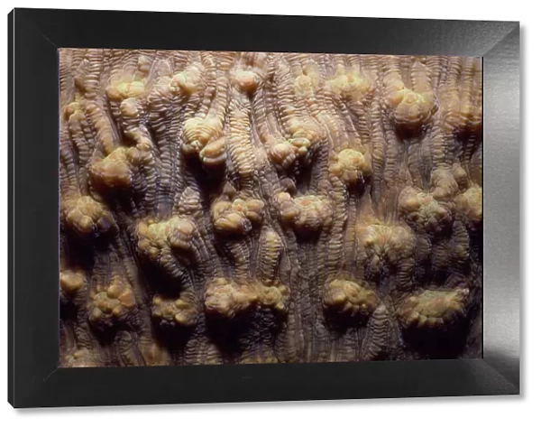 Maze coral (Meandrina meandrites)