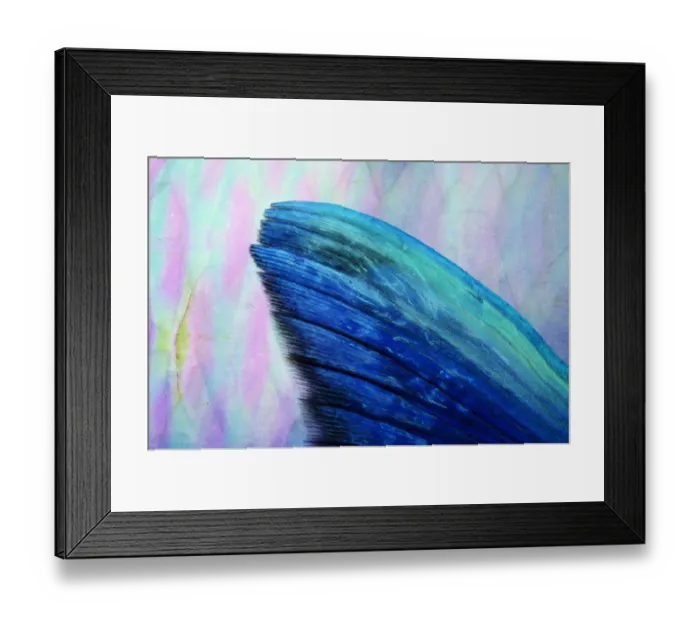 Framed Print : Steephead parrotfish (Scarus microhinos) pectoral fin, detail Framed Print : Steephead parrotfish (Scarus microhinos) pectoral fin, detail
