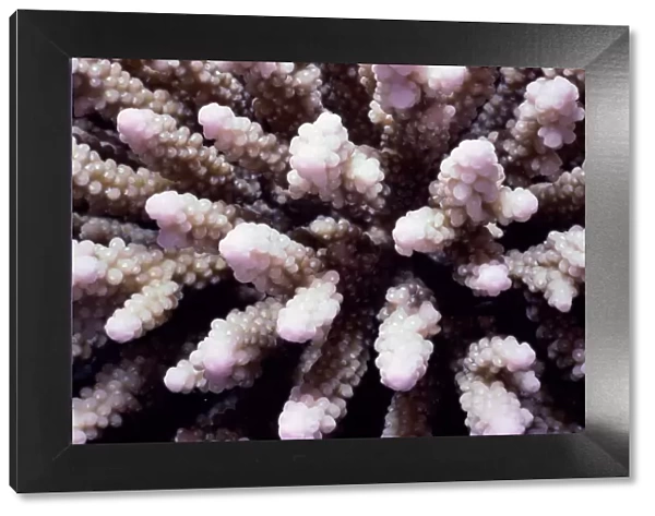 Stony finger coral (Acropora sp. )