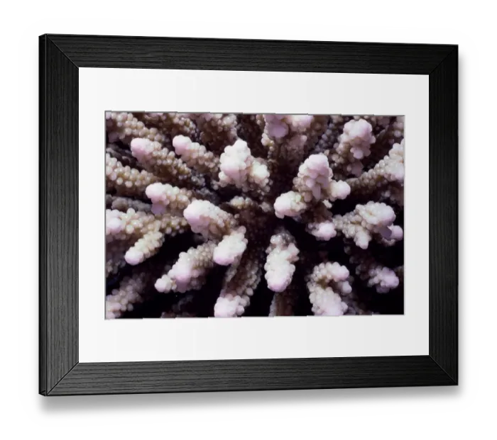 Framed Print : Stony finger coral (Acropora sp. ) Framed Print : Stony finger coral (Acropora sp. )