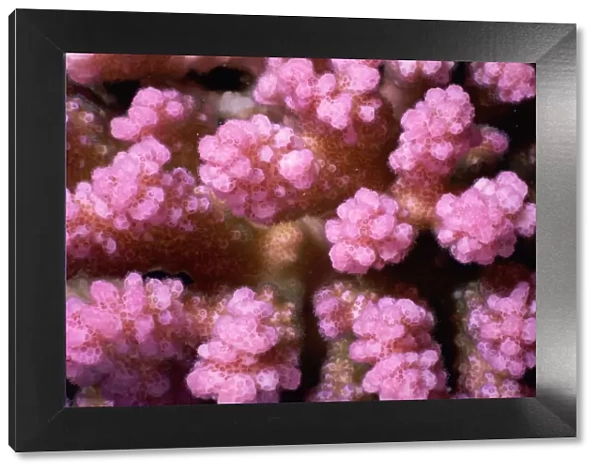 Pink pocillopora (Pocillopora verrucosa) or Warty coral