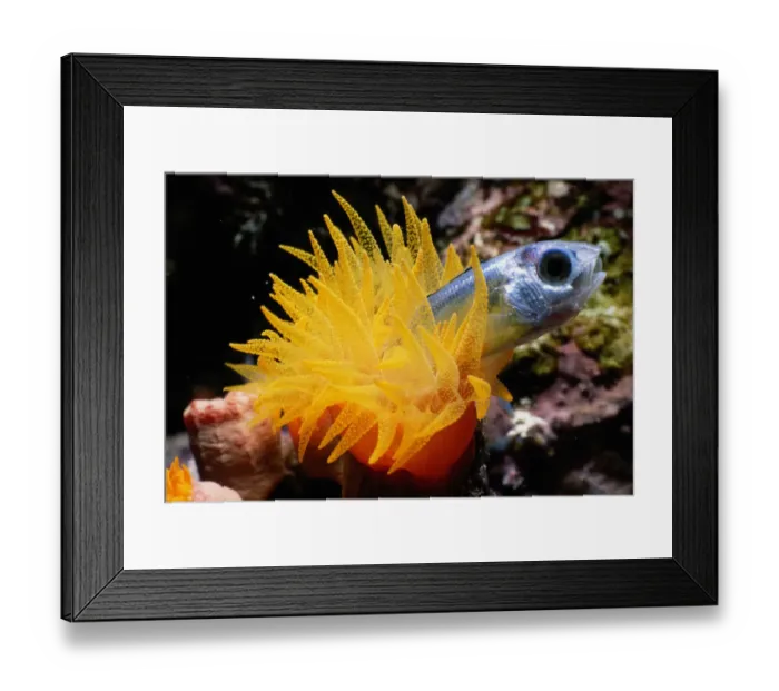 Framed Print : Crater cup coral (Tubastrea sp. ) eating silverside fish Framed Print : Crater cup coral (Tubastrea sp. ) eating silverside fish