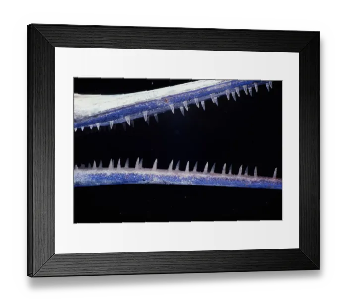 Framed Print : Red Sea houndfish (Tylosurus choram), detail of mouth Framed Print : Red Sea houndfish (Tylosurus choram), detail of mouth