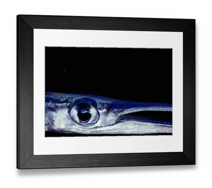 Framed Print : Needlefish (Belonidae), close-up of eye Framed Print : Needlefish (Belonidae), close-up of eye