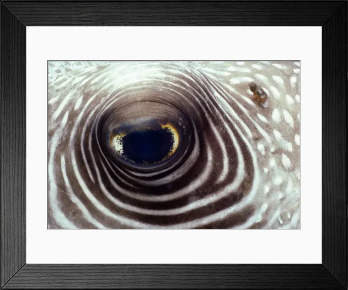 Framed Print : White-spotted pufferfish (Arothron hispidus), close-up of eye Framed Print : White-spotted pufferfish (Arothron hispidus), close-up of eye