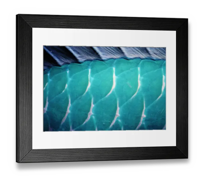 Framed Print : Male Steephead parrotfish (Chlorurus microrhinos) skin, detail Framed Print : Male Steephead parrotfish (Chlorurus microrhinos) skin, detail