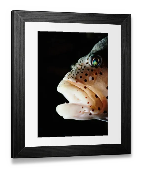 Framed Print : Forsters or freckled hawkfish (Paracirrhites forsteri), close-up Framed Print : Forsters or freckled hawkfish (Paracirrhites forsteri), close-up