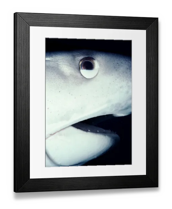 Framed Print : Tiger shark (Galeocerdo cuvier) with nictating membrane half closed Framed Print : Tiger shark (Galeocerdo cuvier) with nictating membrane half closed