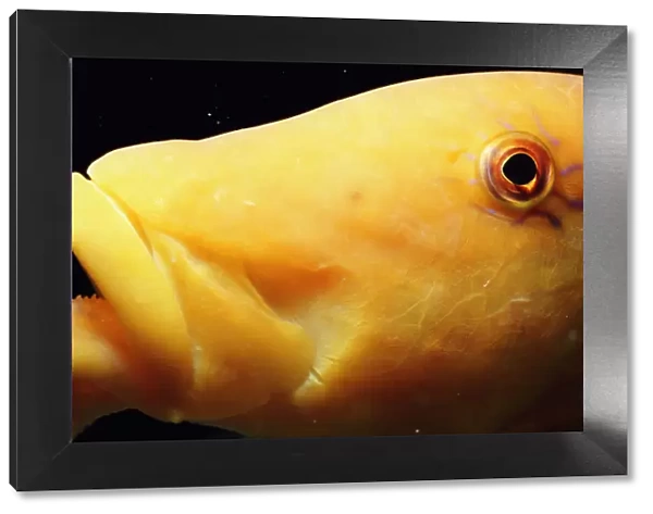 Yellow goatfish (Parupeneus cyclostomus), close-up