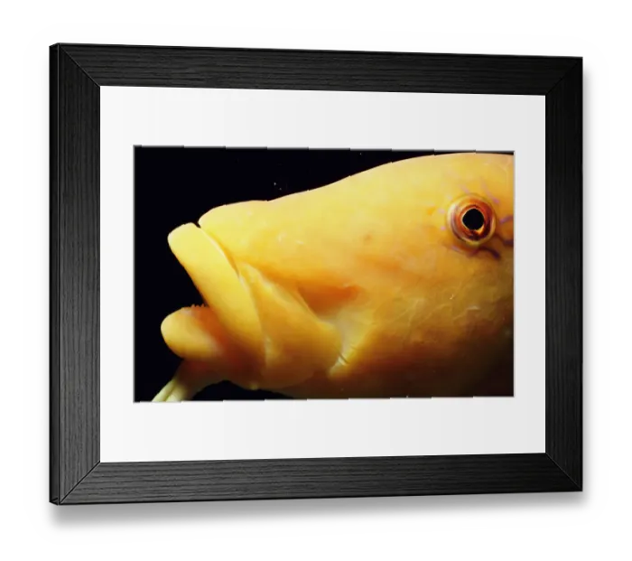 Framed Print : Yellow goatfish (Parupeneus cyclostomus), close-up Framed Print : Yellow goatfish (Parupeneus cyclostomus), close-up