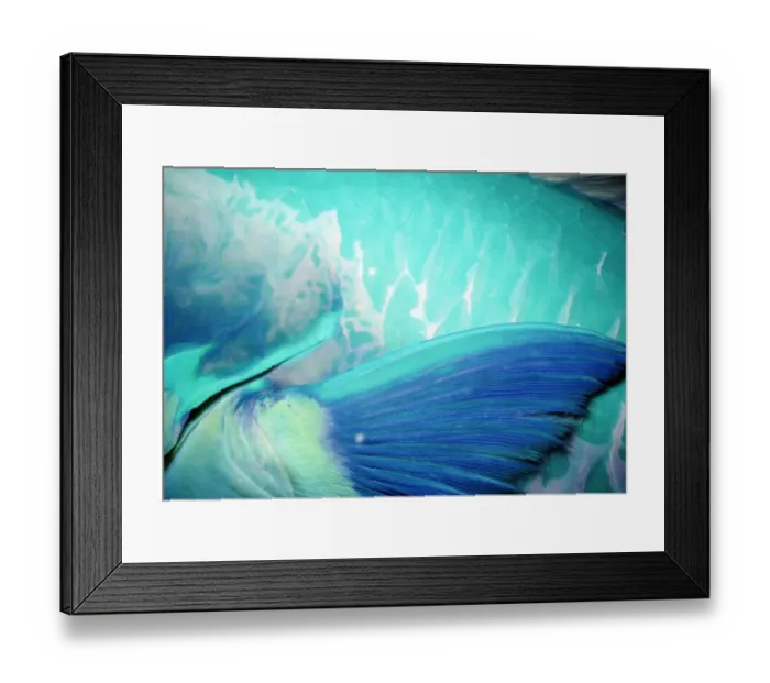Framed Print : Steephead parrotfish (Chlorurus microrhinos), detail of pectoral fin