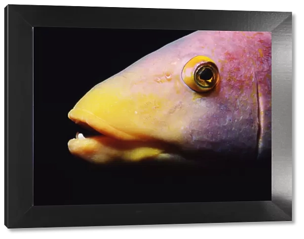 Spanish hogfish (Bodianus rufus), close-up