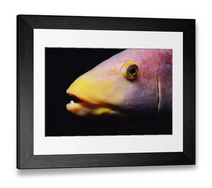 Framed Print : Spanish hogfish (Bodianus rufus), close-up Framed Print : Spanish hogfish (Bodianus rufus), close-up