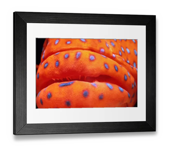Framed Print : Coral Hind (Cephalopholis miniata), close-up of mouth Framed Print : Coral Hind (Cephalopholis miniata), close-up of mouth