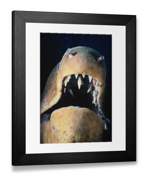 Framed Print : Moray eel (Muraena sp. ) with mouth open, Red Sea Framed Print : Moray eel (Muraena sp. ) with mouth open, Red Sea