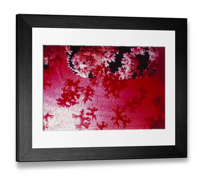 Framed Print : Alcyonarian Coral Framed Print : Alcyonarian Coral