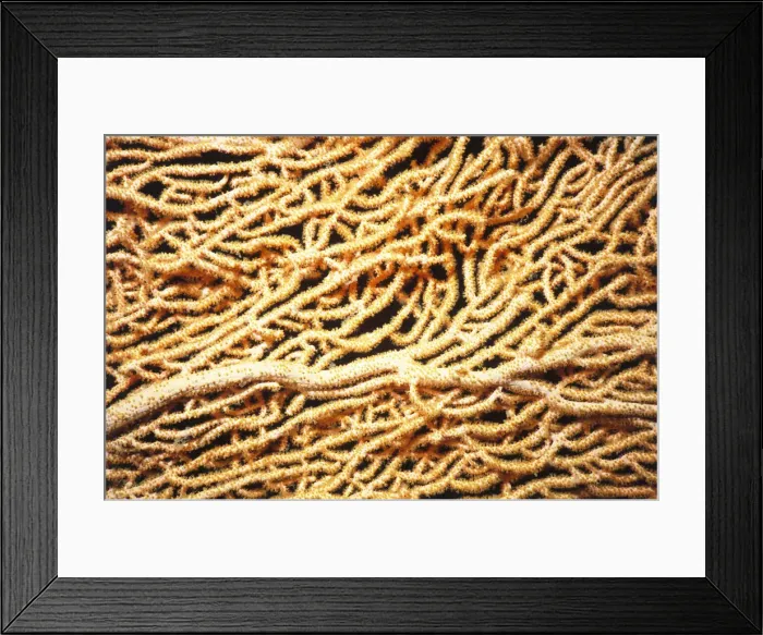 Framed Print : Giant Gorgonian Coral Framed Print : Giant Gorgonian Coral