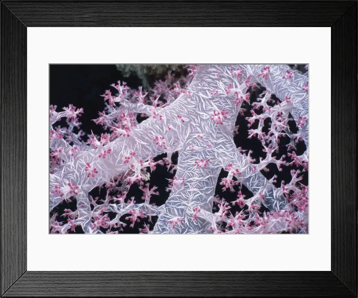 Framed Print : Alcyonarian Coral Framed Print : Alcyonarian Coral