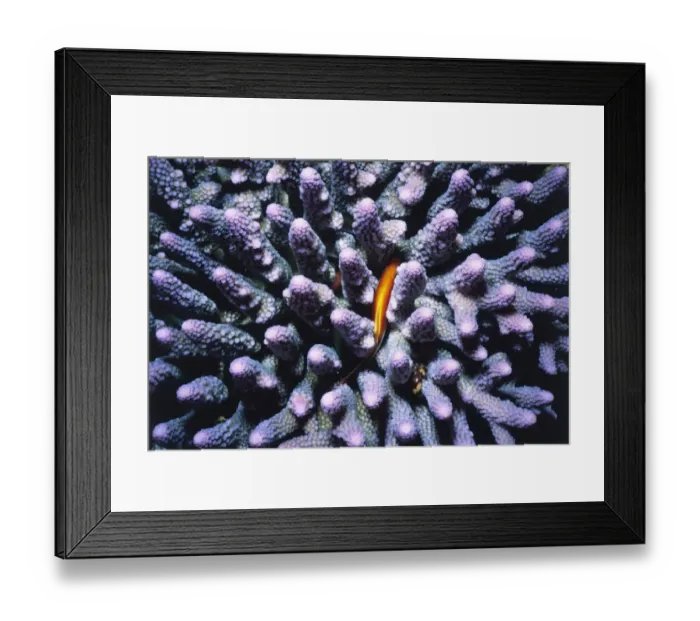 Framed Print : Blenny Hiding in Coral Framed Print : Blenny Hiding in Coral