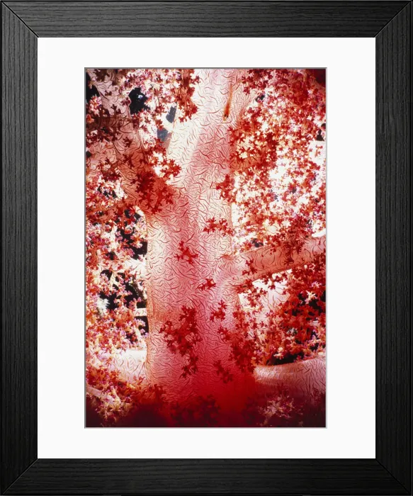 Framed Print : Alcyonarian Coral Framed Print : Alcyonarian Coral