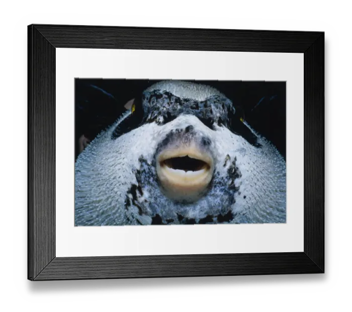 Framed Print : Masked Pufferfish Framed Print : Masked Pufferfish