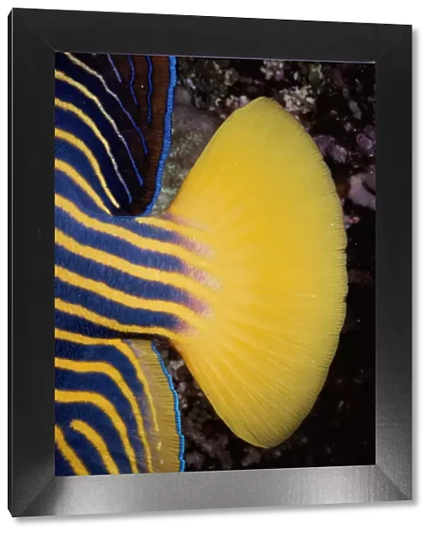 Tail of Emperor Angelfish