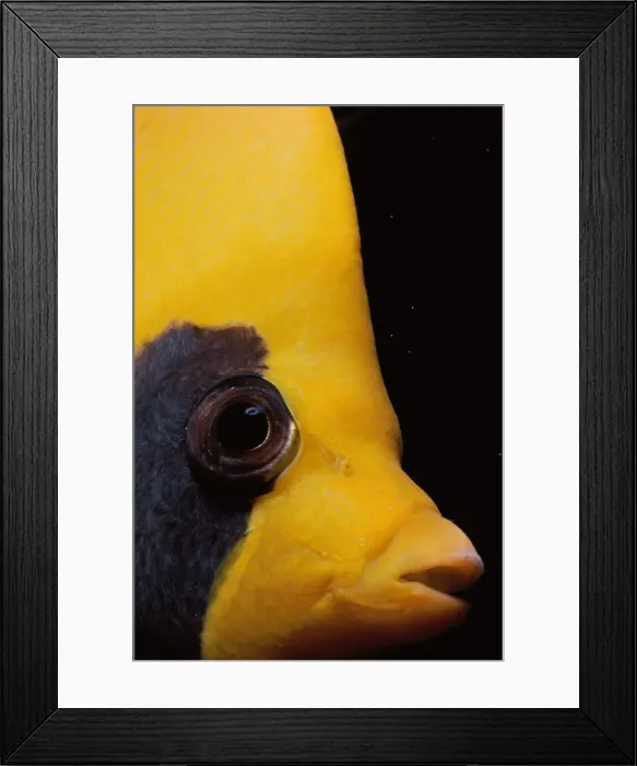 Framed Print : Masked Butterflyfish Framed Print : Masked Butterflyfish