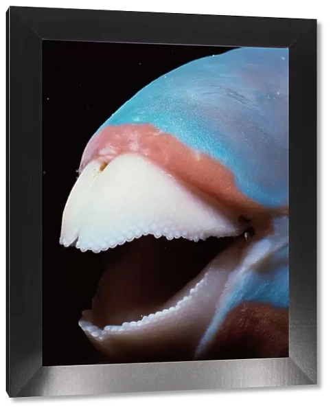 Mouth of Bluebarred Parrotfish