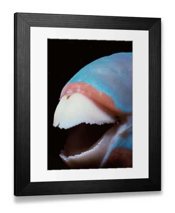Framed Print : Mouth of Bluebarred Parrotfish