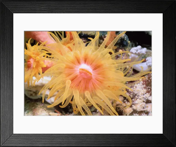 Framed Print : Cup Coral. Jeff Rotman Underwater Photography Framed Print : Cup Coral. Jeff Rotman Underwater Photography