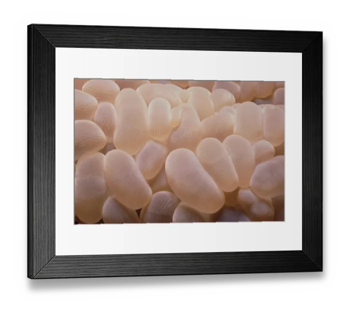 Framed Print : Bubble Coral Framed Print : Bubble Coral