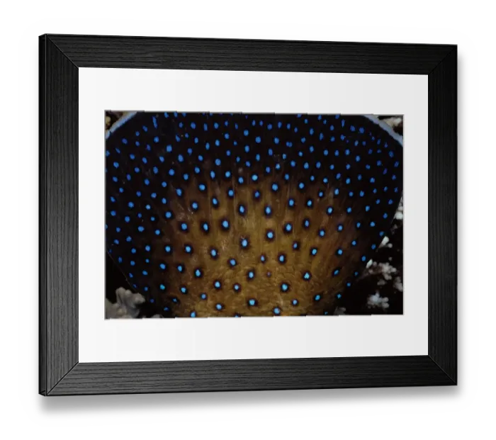 Framed Print : Tail of Peacock Grouper Framed Print : Tail of Peacock Grouper