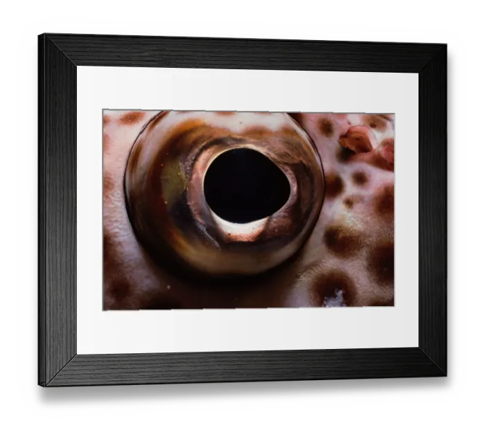 Framed Print : Eye of Brownspotted Grouper