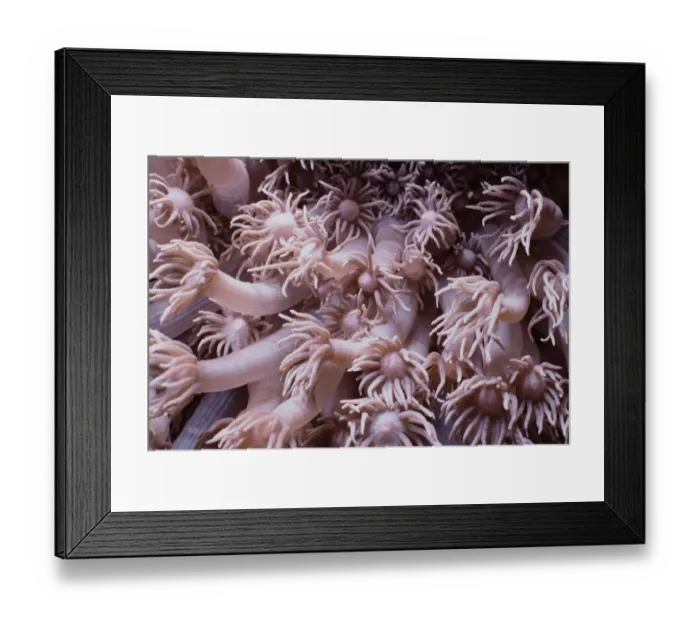 Framed Print : Goniopora Coral Framed Print : Goniopora Coral