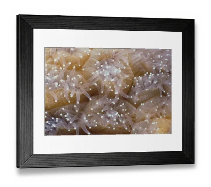 Framed Print : Star Coral Framed Print : Star Coral
