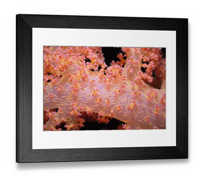 Framed Print : Prickly Alcyonarian Coral