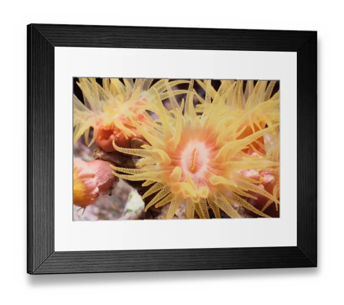 Framed Print : Colony of Cup Corals Framed Print : Colony of Cup Corals