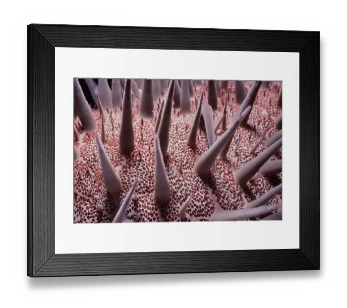 Framed Print : Spines on Sea Star Framed Print : Spines on Sea Star